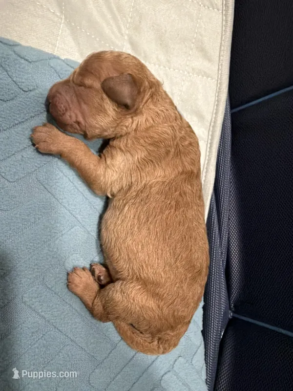 Pluto  – Miniature Goldendoodle puppy for sale in Tampa, FL