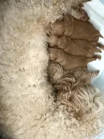 Aurora , a female Miniature Goldendoodle for sale in Tampa, FL – Photo 2 of 3