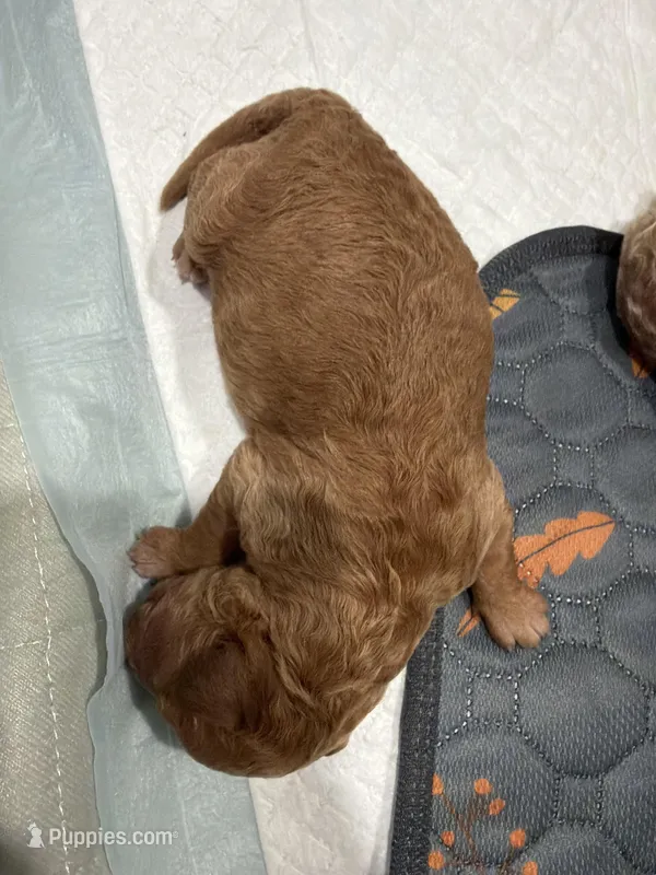 Aurora  – Miniature Goldendoodle puppy for sale in Tampa, FL