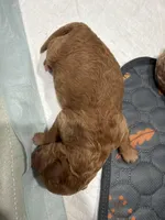 Aurora , a female Miniature Goldendoodle for sale in Tampa, FL – Photo 1 of 3