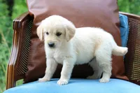 Marley, a male Golden Retriever for sale in Summerfield, OH – 2 of 2