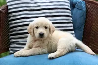 Charlie, a male Golden Retriever for sale in Summerfield, OH – 2 of 2
