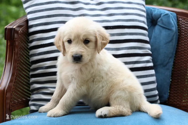 Charlie – Golden Retriever puppy for sale in Summerfield, OH