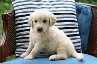 Charlie, a male Golden Retriever for sale in Summerfield, OH – 1 of 2