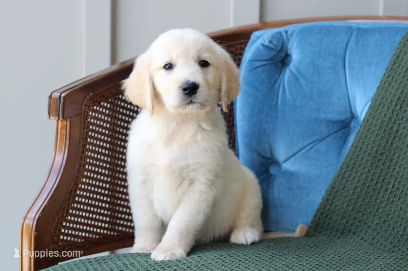 Charlie – Golden Retriever puppy on hold in Summerfield, OH