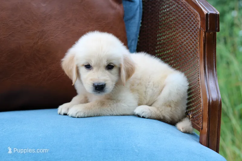 Clifford – Golden Retriever puppy for sale in Summerfield, OH