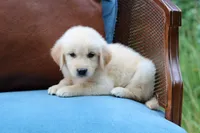 Clifford, a male Golden Retriever for sale in Summerfield, OH – 1 of 2