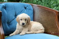 Willow, a female Golden Retriever for sale in Summerfield, OH – 3 of 3