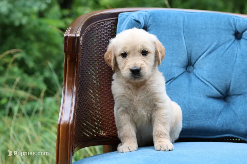 Lexi – Golden Retriever puppy for sale in Summerfield, OH