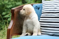 Buddy, a male Golden Retriever for sale in Summerfield, OH – 2 of 2