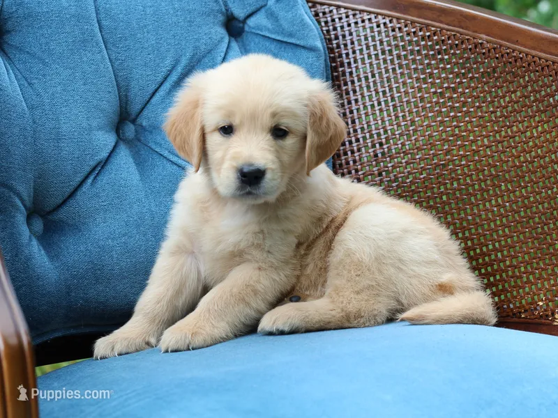 Willow – Golden Retriever puppy for sale in Summerfield, OH