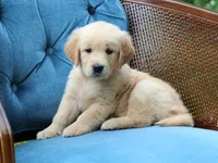 Willow, a female Golden Retriever for sale in Summerfield, OH – 1 of 3