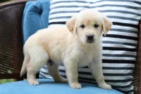 Jack, a male Golden Retriever for sale in Summerfield, OH – 2 of 2