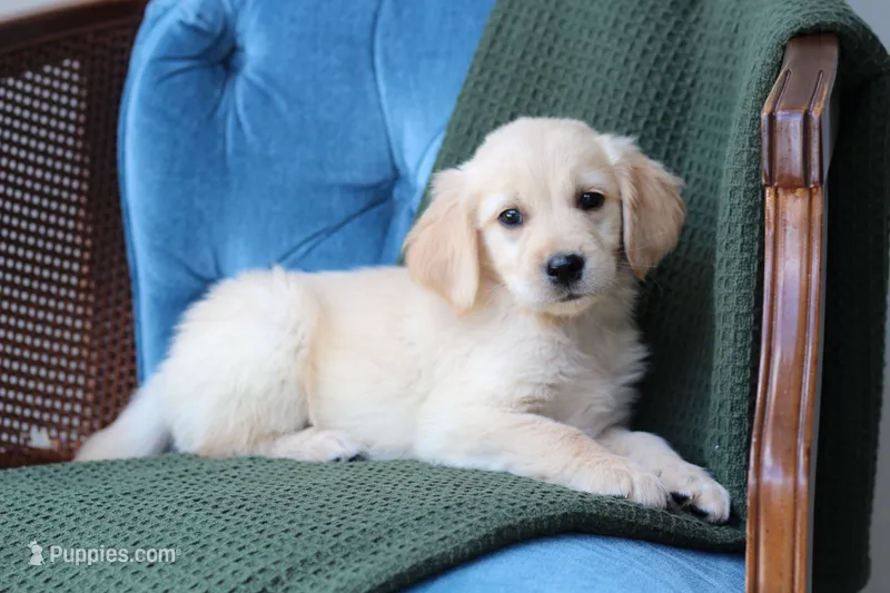 Marley – Golden Retriever puppy on hold in Summerfield, OH