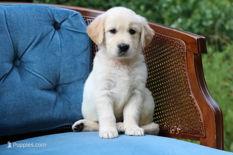 Ranger – Golden Retriever puppy for sale in Summerfield, OH