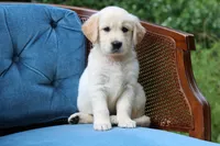 Ranger, a male Golden Retriever for sale in Summerfield, OH – 1 of 2