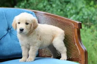 Willow, a female Golden Retriever for sale in Summerfield, OH – 2 of 3
