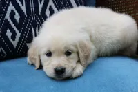 Rosie, a female Golden Retriever for sale in Summerfield, OH – 2 of 2