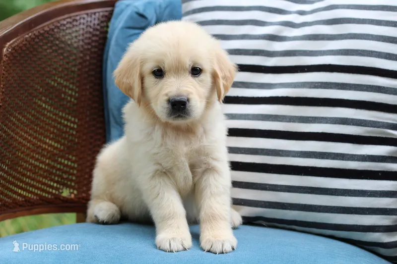 Buddy – Golden Retriever puppy for sale in Summerfield, OH