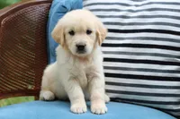 Buddy, a male Golden Retriever for sale in Summerfield, OH – 1 of 2