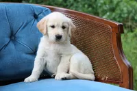 Ranger, a male Golden Retriever for sale in Summerfield, OH – 2 of 2