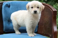 Lacey, a female Golden Retriever for sale in Summerfield, OH – 2 of 2