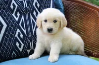 Rosie, a female Golden Retriever for sale in Summerfield, OH – 1 of 2