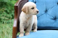 Lexi, a female Golden Retriever for sale in Summerfield, OH – 2 of 2
