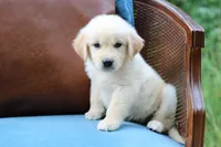 Clifford, a male Golden Retriever for sale in Summerfield, OH – 2 of 2