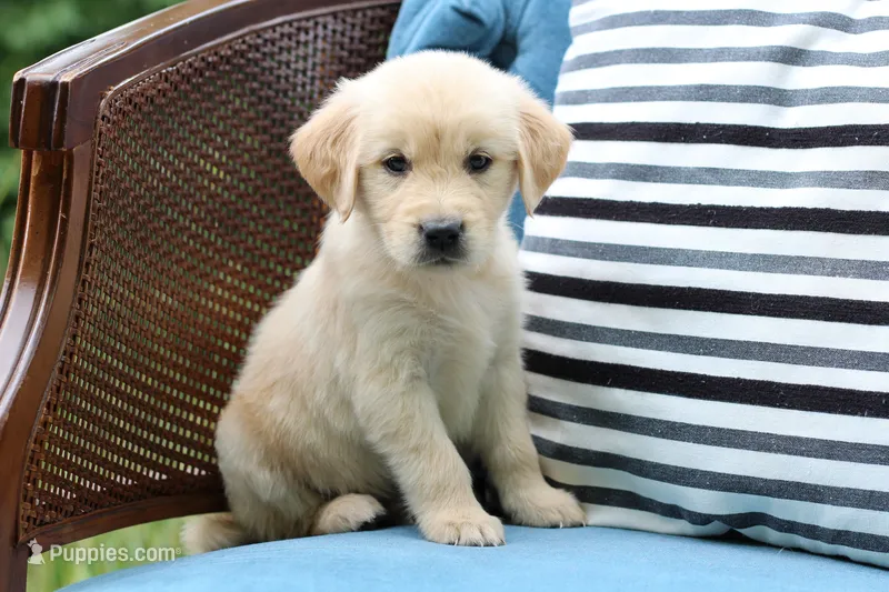 Jack – Golden Retriever puppy for sale in Summerfield, OH