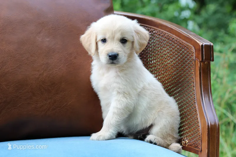 Marley – Golden Retriever puppy for sale in Summerfield, OH