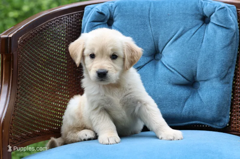 Lacey – Golden Retriever puppy for sale in Summerfield, OH