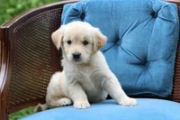 Lacey, a female Golden Retriever for sale in Summerfield, OH – 1 of 2