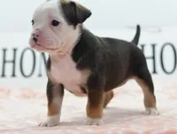 Queen tricolor Bulldog hybrid , a female English Bulldog and Olde English Bulldogge for sale in Dayton, OH – 5 of 10