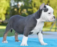 Hercules Bulldog hybrid , a male English Bulldog and French Bulldog for sale in Dayton, OH – 7 of 10