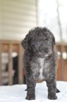 Prince f1b, a male Cocker Spaniel and Poodle - Toy  for sale in Dayton, OH – Photo 4 of 10