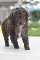 Prince f1b, a male Cocker Spaniel and Poodle - Toy  for sale in Dayton, OH – Photo 3 of 10