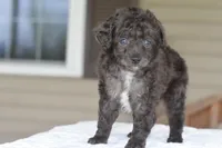 Prince f1b, a male Cocker Spaniel and Poodle - Toy  for sale in Dayton, OH – Photo 6 of 10
