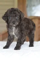 Prince f1b, a male Cocker Spaniel and Poodle - Toy  for sale in Dayton, OH – Photo 5 of 10