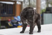 Prince f1b, a male Cocker Spaniel and Poodle - Toy  for sale in Dayton, OH – Photo 2 of 10