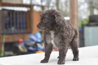 Prince f1b, a male Cocker Spaniel and Poodle - Toy  for sale in Dayton, OH – Photo 7 of 10