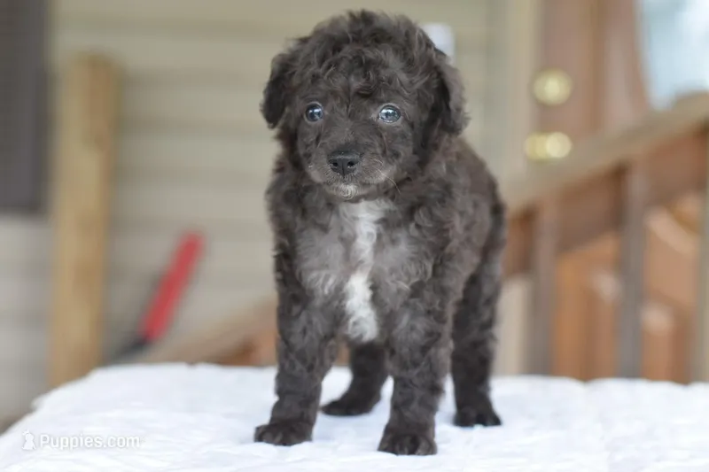 Prince f1b – Cocker Spaniel, Poodle - Toy  puppy for sale in Dayton, OH
