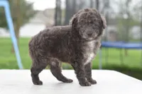 Prince f1b, a male Cocker Spaniel and Poodle - Toy  for sale in Dayton, OH – Photo 10 of 10