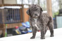 Prince f1b, a male Cocker Spaniel and Poodle - Toy  for sale in Dayton, OH – Photo 9 of 10
