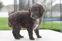 Prince f1b, a male Cocker Spaniel and Poodle - Toy  for sale in Dayton, OH – Photo 8 of 10
