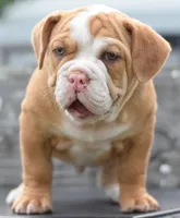 Hercules Bulldog hybrid , a male English Bulldog and Olde English Bulldogge for sale in Dayton, OH – 2 of 10