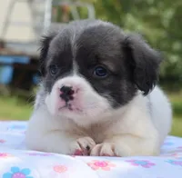 Zoey blue fluffy , a female Boston Terrier and French Bulldog for sale in Dayton, OH – 5 of 10