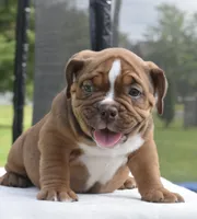 Legacy mini red bulldog hybrid , a female English Bulldog and French Bulldog for sale in Dayton, OH – 8 of 10