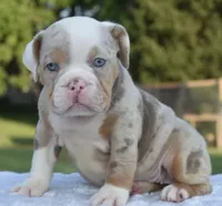 Maggie mini hybrid bulldog, a female English Bulldog and French Bulldog for sale in Dayton, OH – 1 of 10