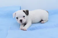 Milo, a male Boston Terrier and French Bulldog for sale in Dayton, OH – 7 of 8